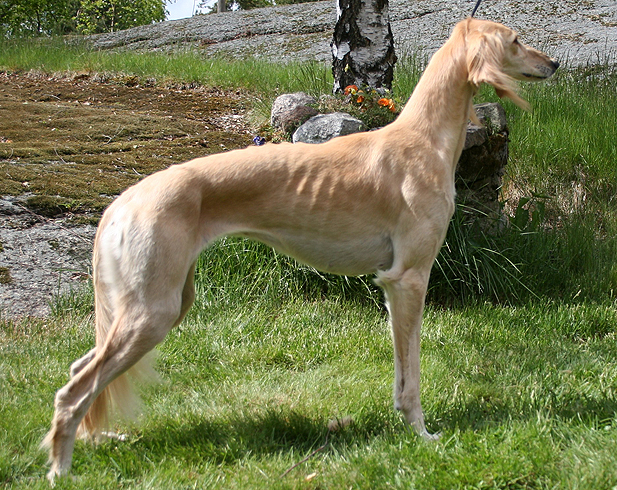 Aisha Av All Sighthounds