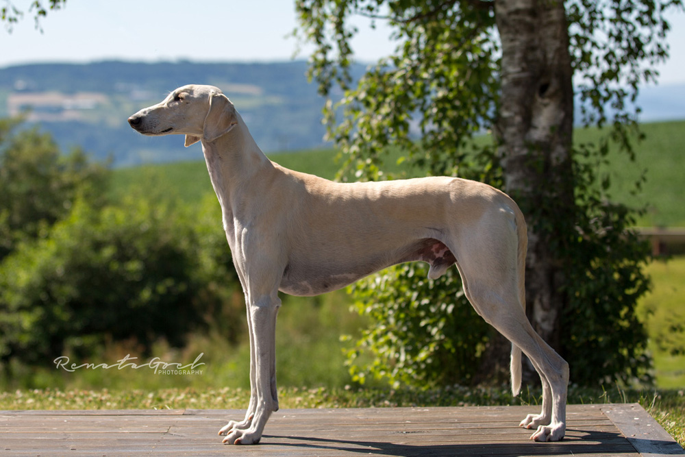 famerelle alvarinho quinntara