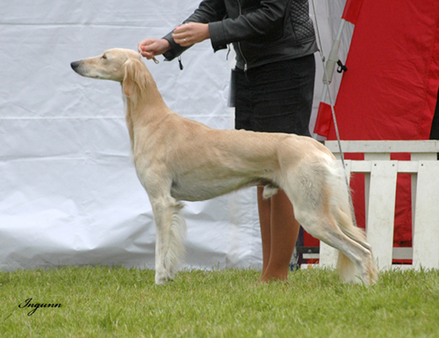 Anso Av All Sighthounds