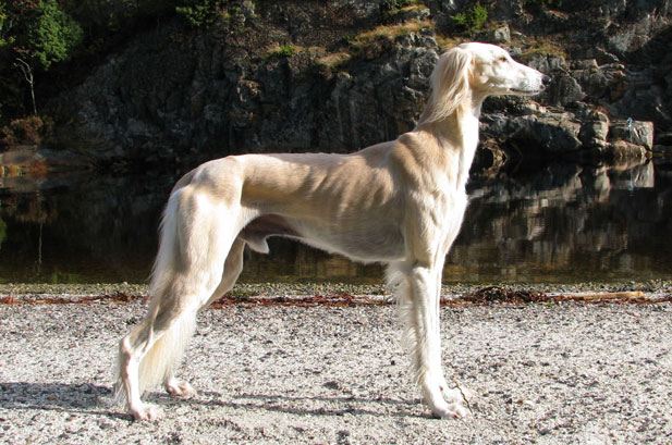 Ari Av All Sighthounds