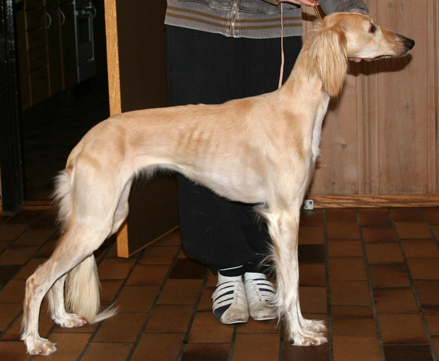 Beatrice Av All Sighthounds