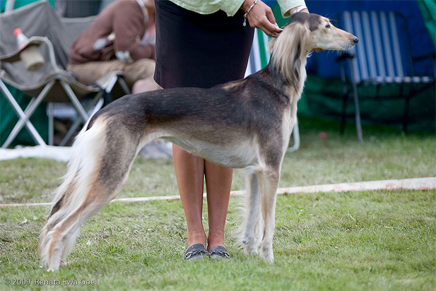 Hirondelle de Lunduki