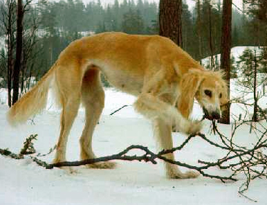 Sahrai Gahziana