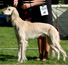 Akira Av All Sighthounds