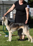salukispesialen 2010