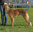 Salukispesialen 2010