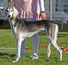 Salukispesialen 2010