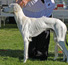 Salukispesialen 2010