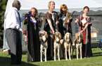 Salukispesialen 2010